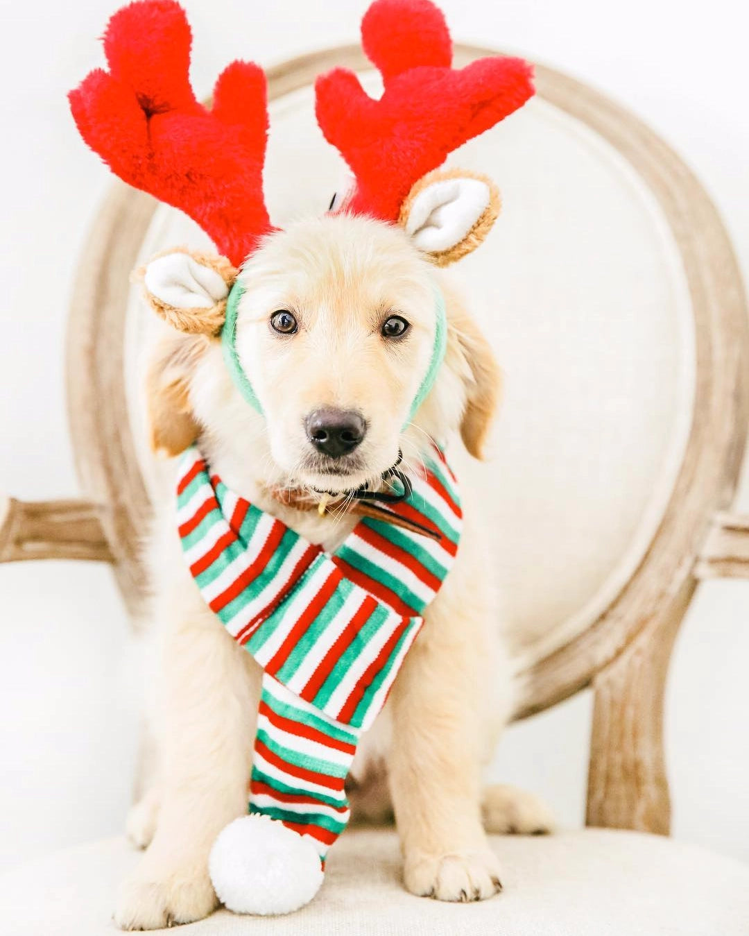 Holiday Antlers