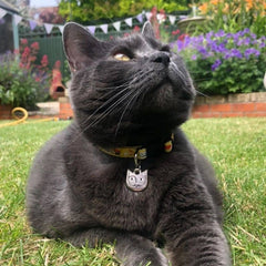 Katten bandje Salvador Catli