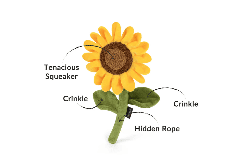 Sassy sunflower
