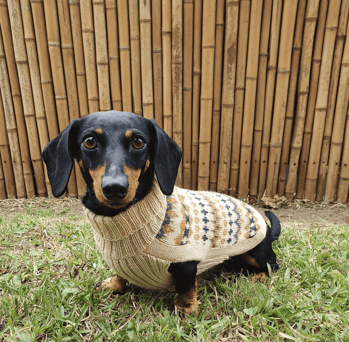 Golden Dreams Alpaca Dog Sweater
