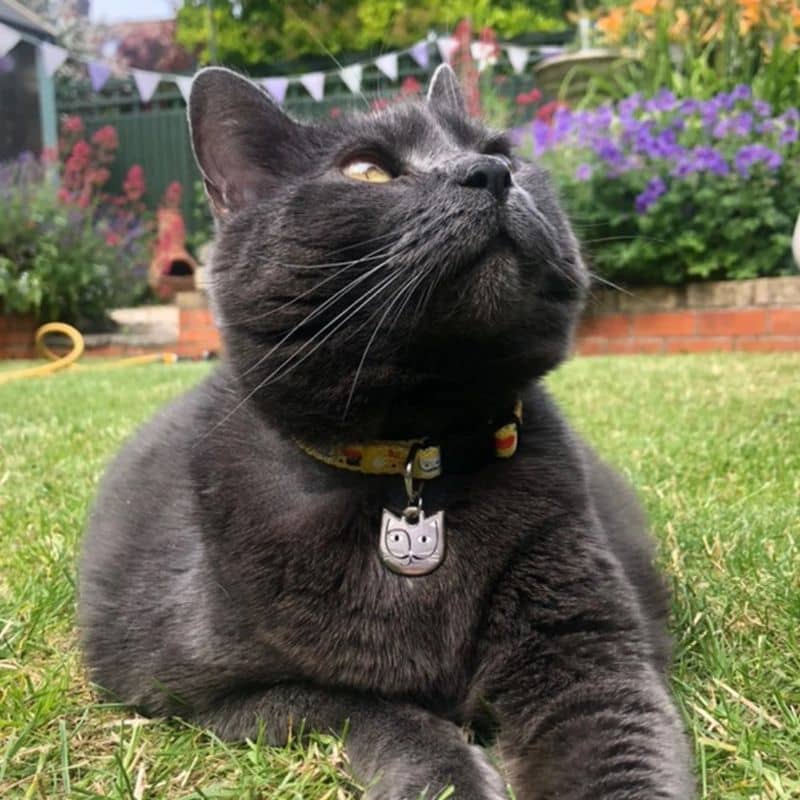 Katten bandje Salvador Catli